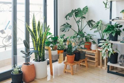 Best Indoor Plants for Improving Air Quality